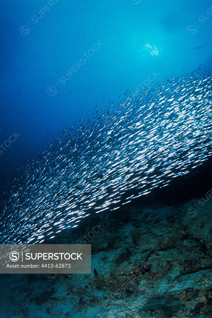 School of Pilchards swimming in open water in the Maldives