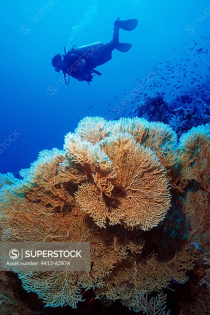Diver swimming over a Gorgonian Sea Fan Egypt Red Sea