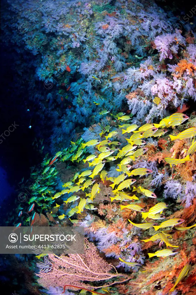 School of Common Bluestripe Snappers and Corals in a cave