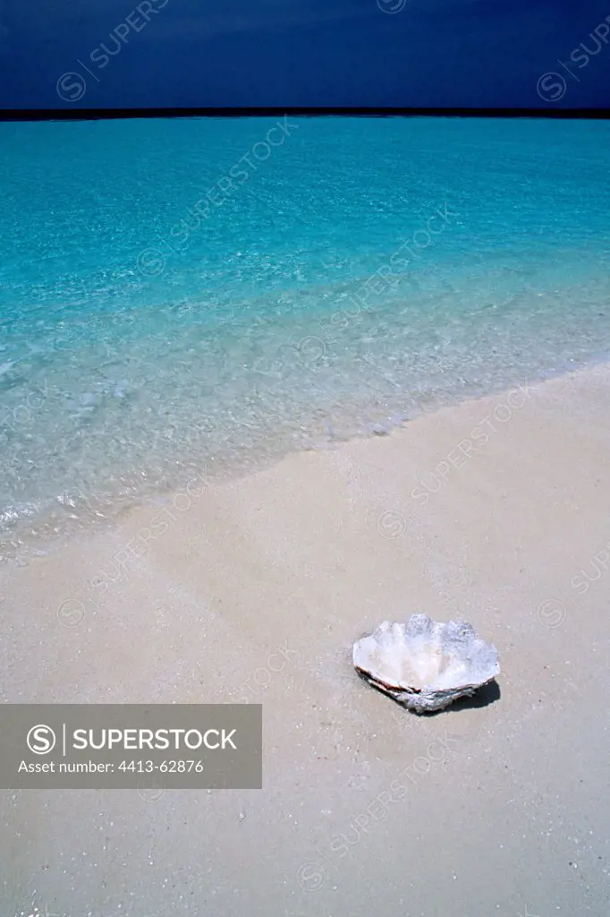 Empty shell of Giant Clam on a beach at Lankayan island