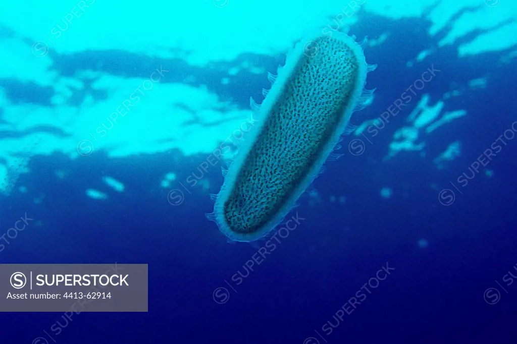 Pyrosome swimming in open water Poor Knights Islands North Island