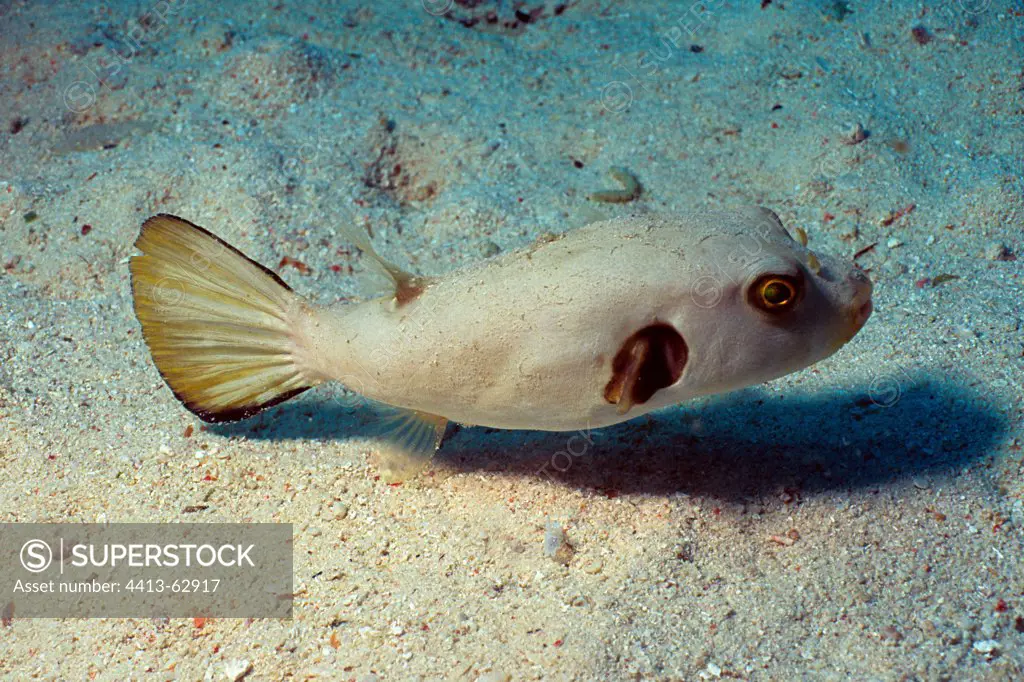 Pufferfish swimming near the sandy sea bottom Red Sea