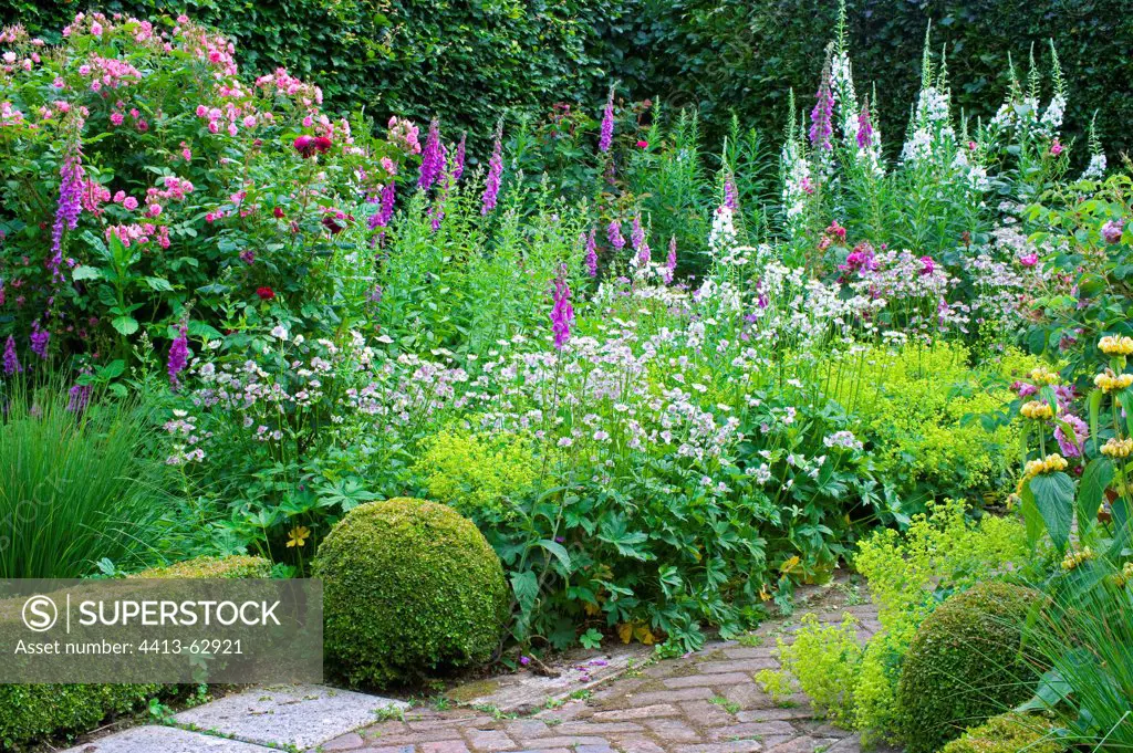 Box hedge and perennials in bloom on a garden terrace