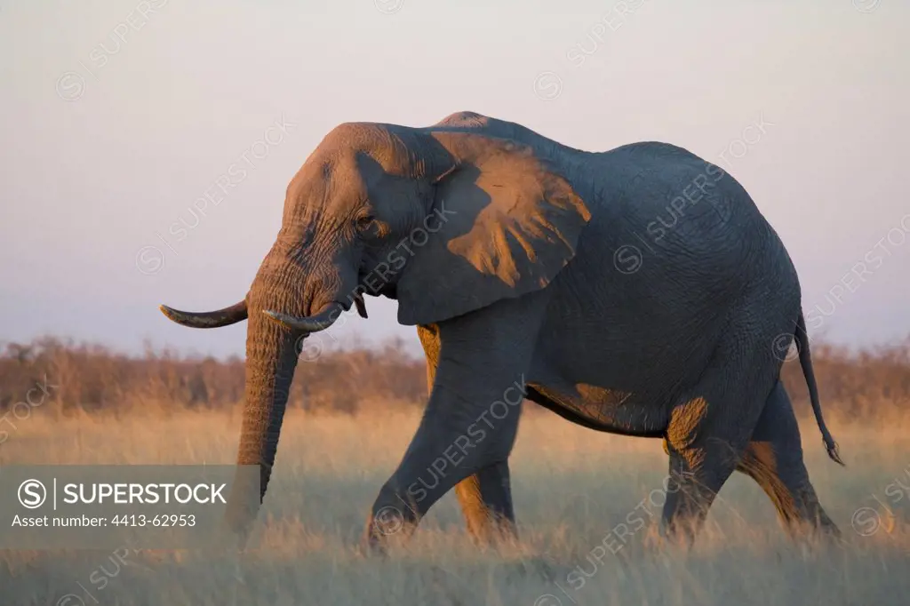 Elephant walking in dry grass at sunset Botswana