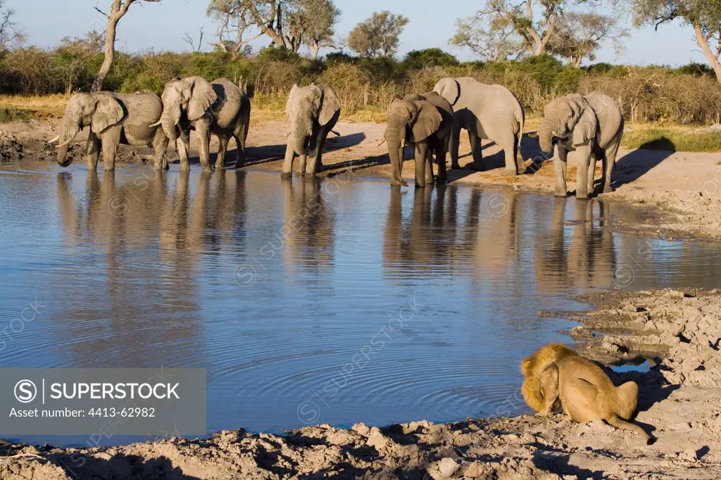 Elephants and Lion drinking at waterhole Savuti Marsh area
