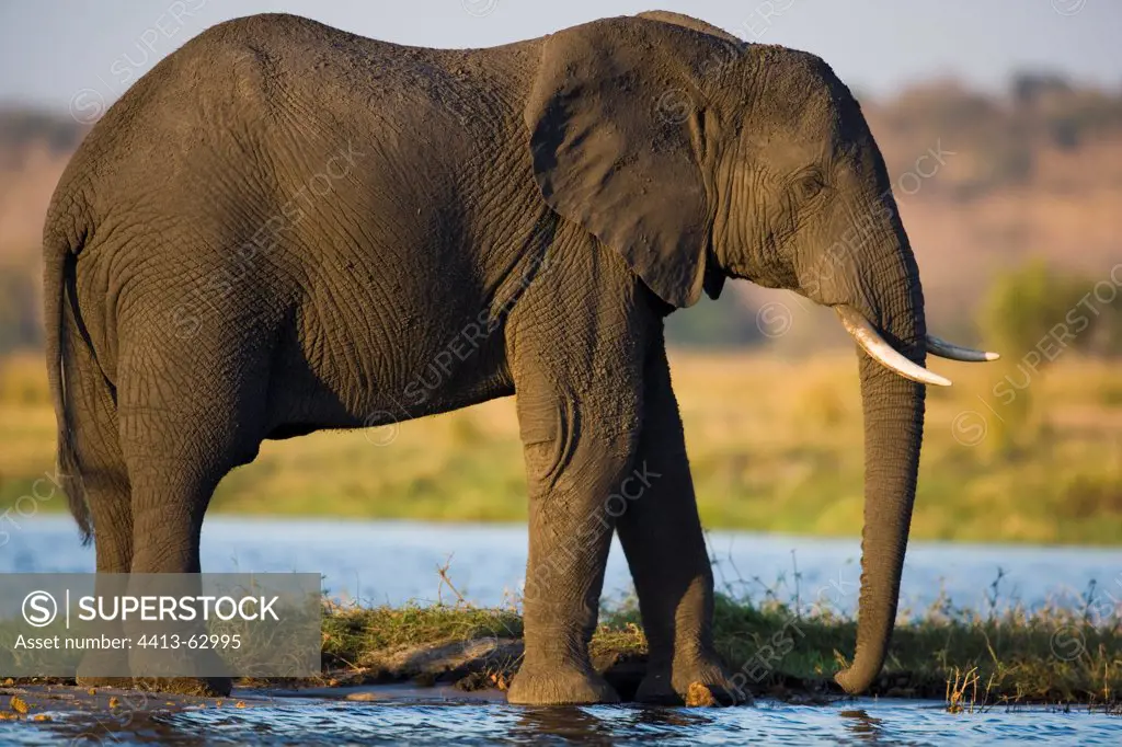 Elephant drinking at Chobe River at sunset Botswana