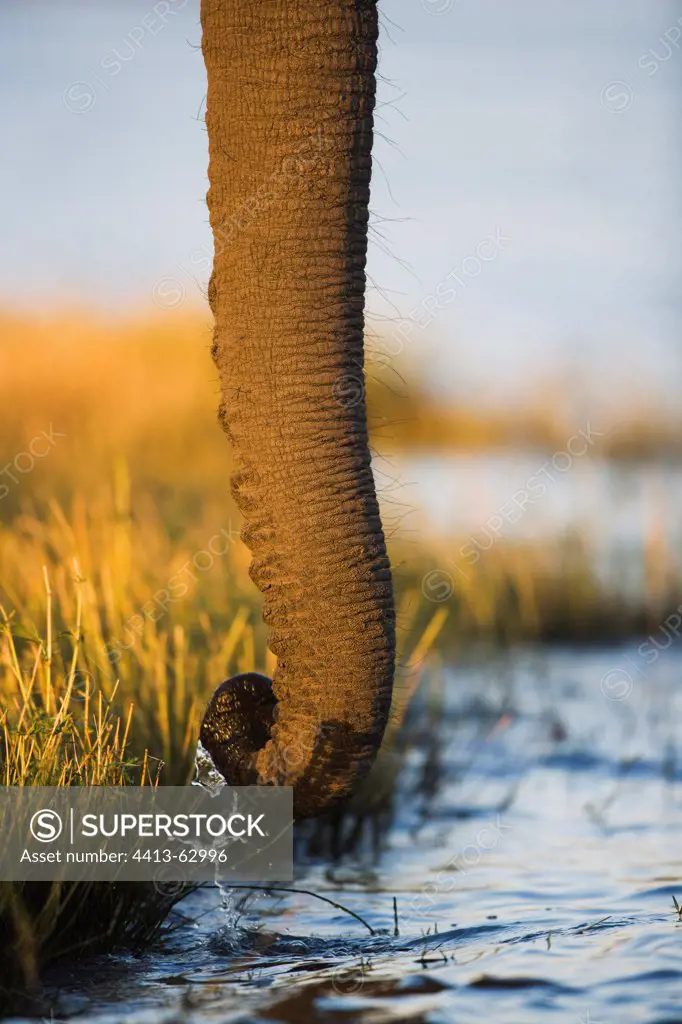Elephant trunk sucking up water from Chobe River Botswana