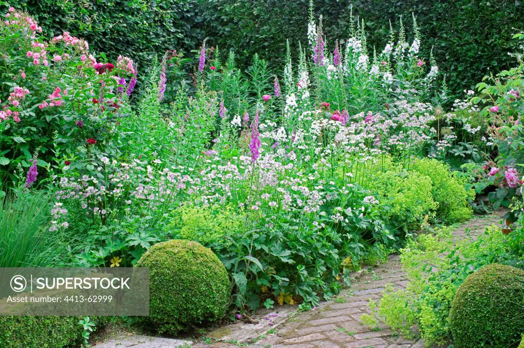 Box hedge and perennials in bloom on a garden terrace