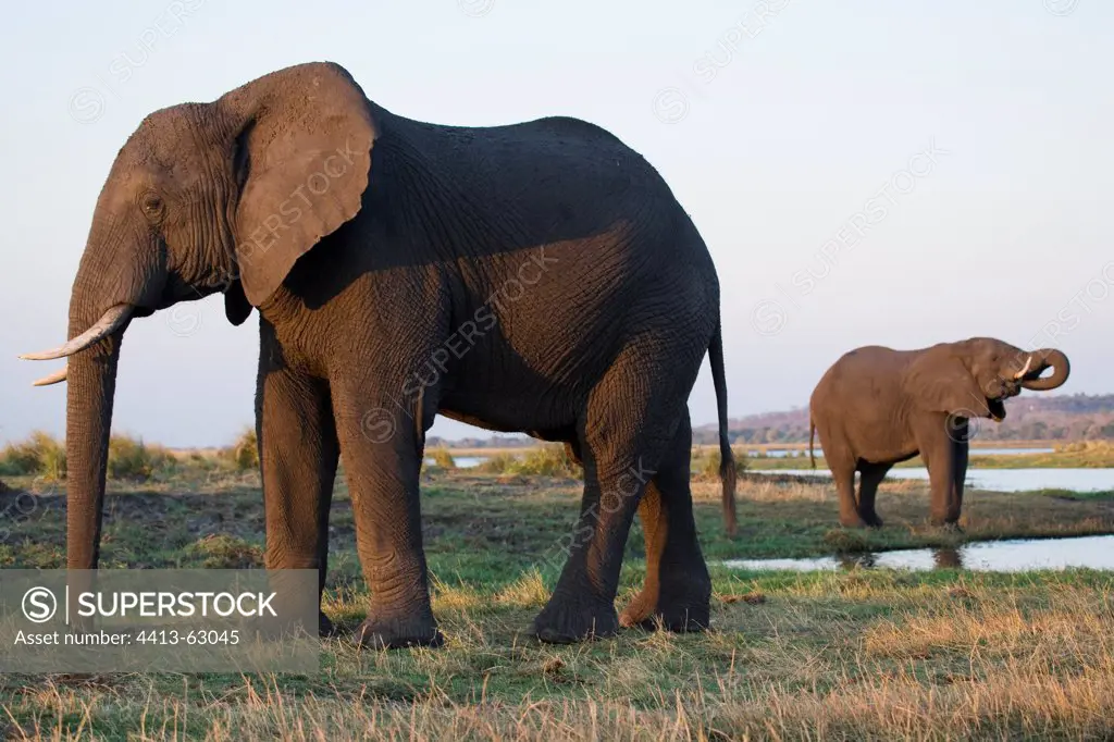 Elephants feeding and drinking at Chobe River Botswana