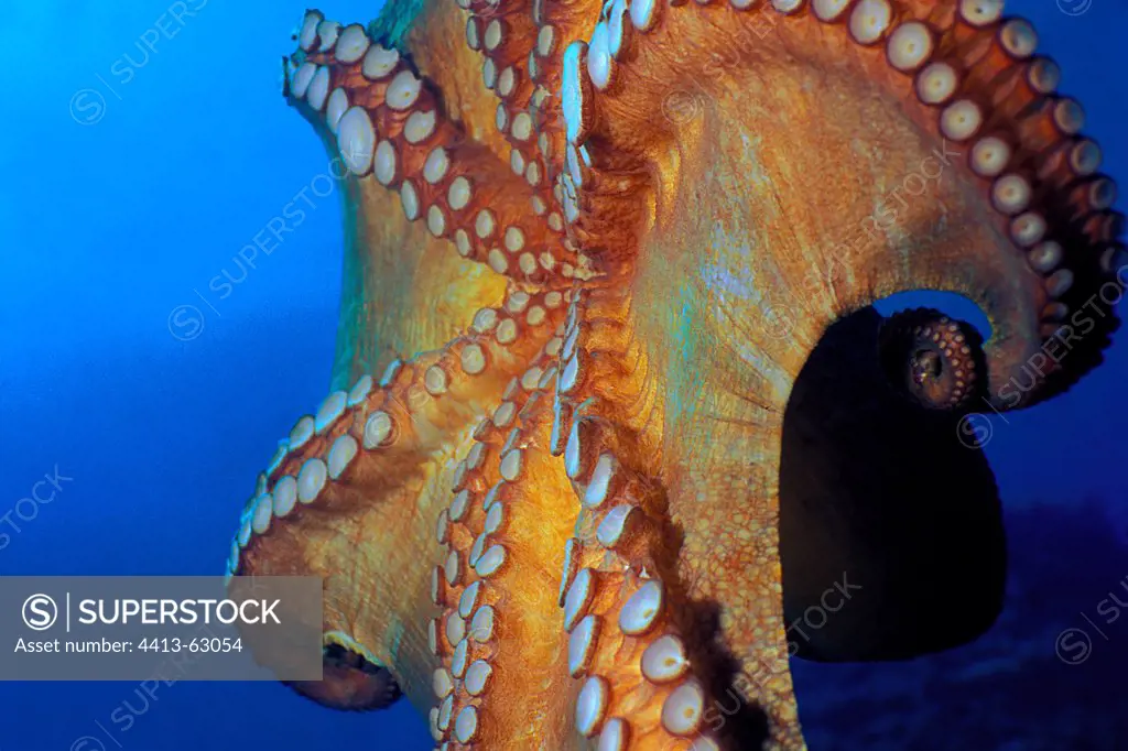 Tentacles of a Common Octopus swimming Mediterranean Sea