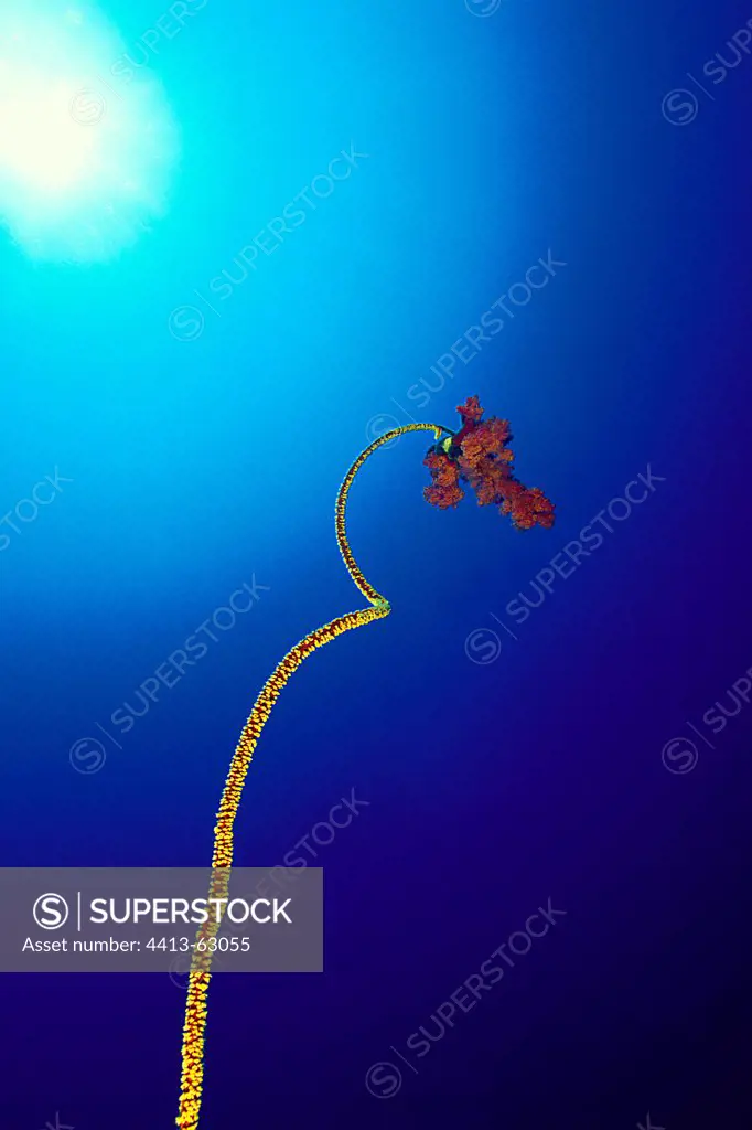 Spiral Wire Coral with parasite Soft Coral in Red Sea