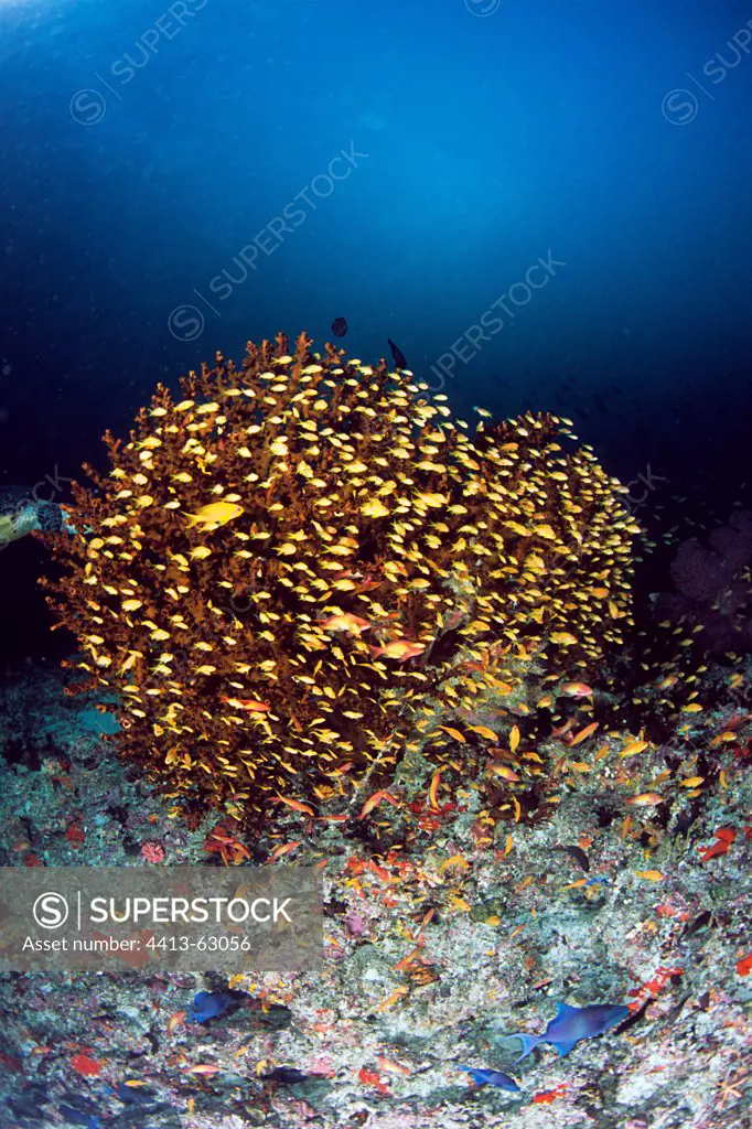 School of Sea Goldies in a coral reef in the Maldives