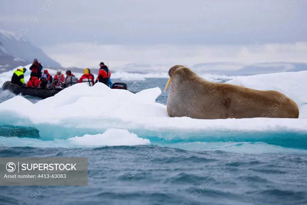 Tourists in zodiac amongst drift ice watching walruss