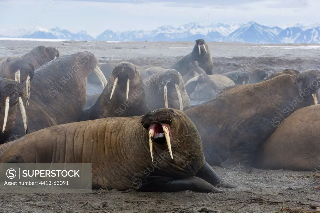 Walrus excited after being disturbed by tourists Svalbard