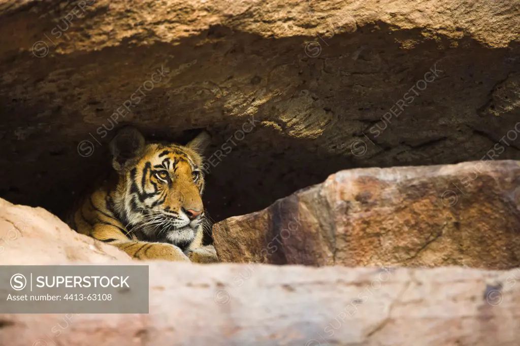 11 months old Bengal tiger cub in cool cave Bandhavgarh