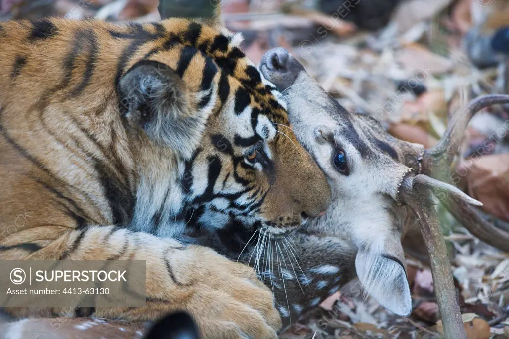 Bengal tigress killing spotted deer Bandhavgar India