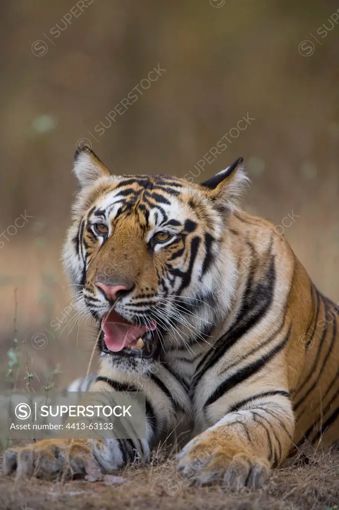 17 months old Bengal tiger lying on creek bank Bandhavgarh