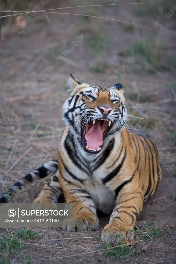 17 months old Bengal tiger cub yawning Bandhavgarh India