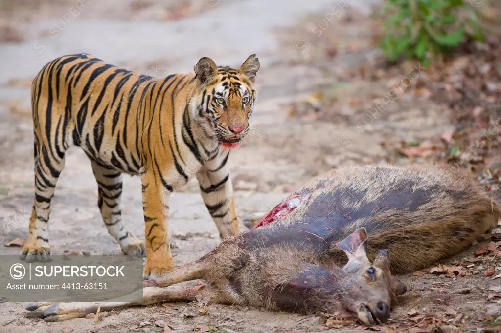 17 months old Bengal tiger on fresh male sambar Bandhavgarh