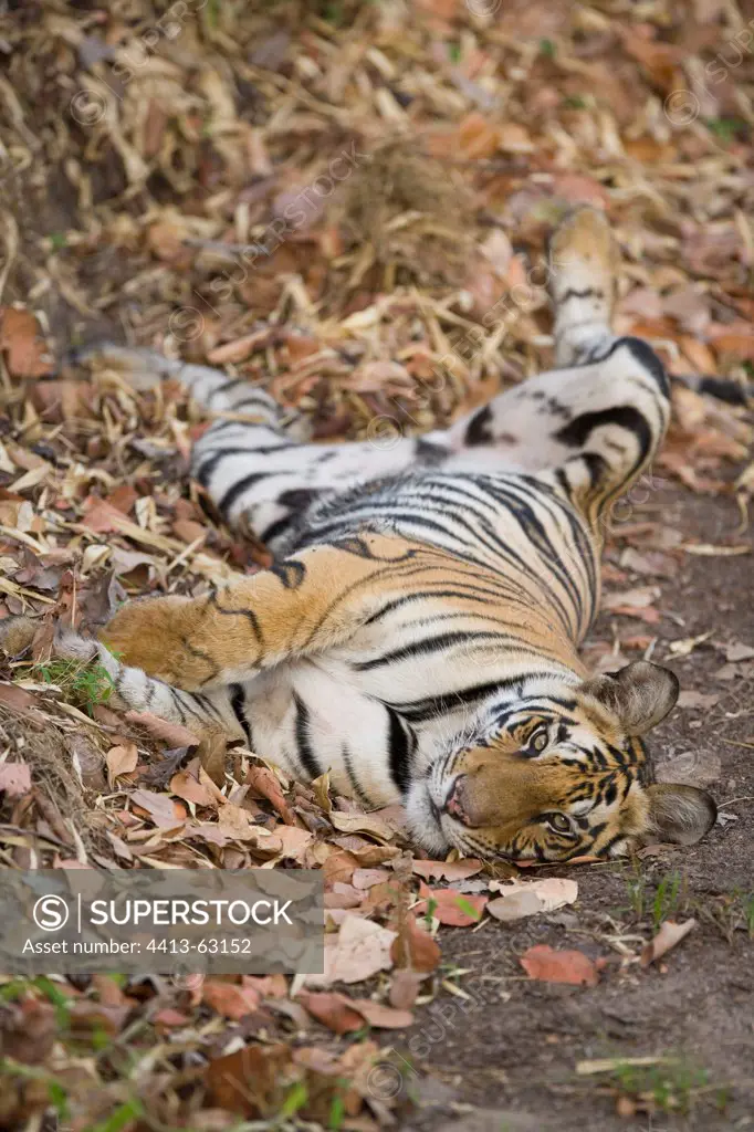 17 months old Bengal tiger sleeping Bandhavgarh India