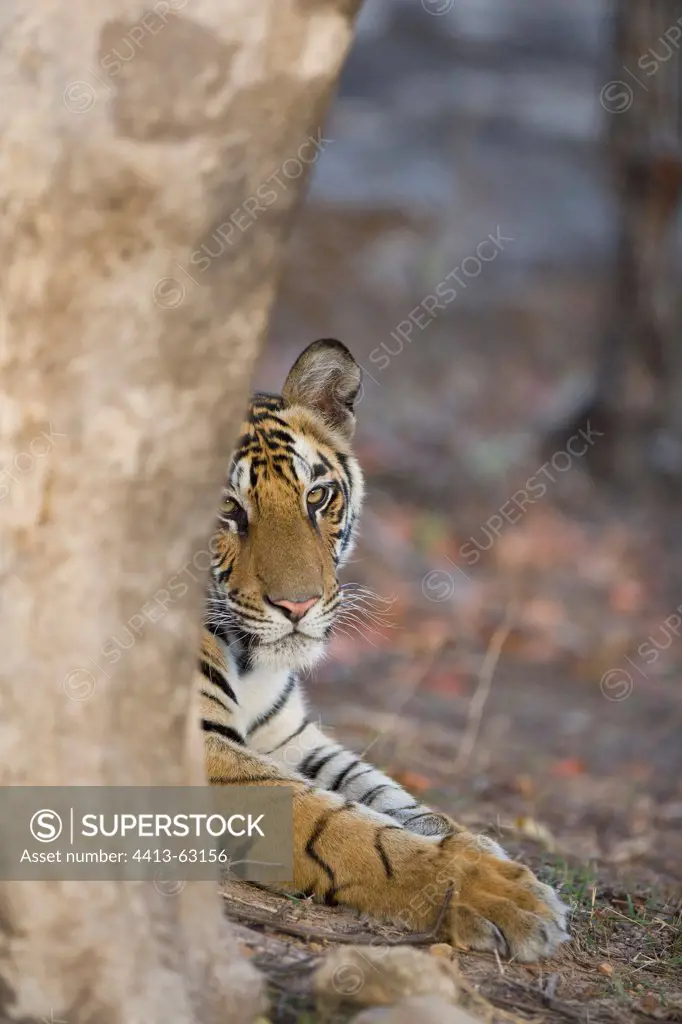 17 months old Bengal tiger cub behind tree Bandhavgarh