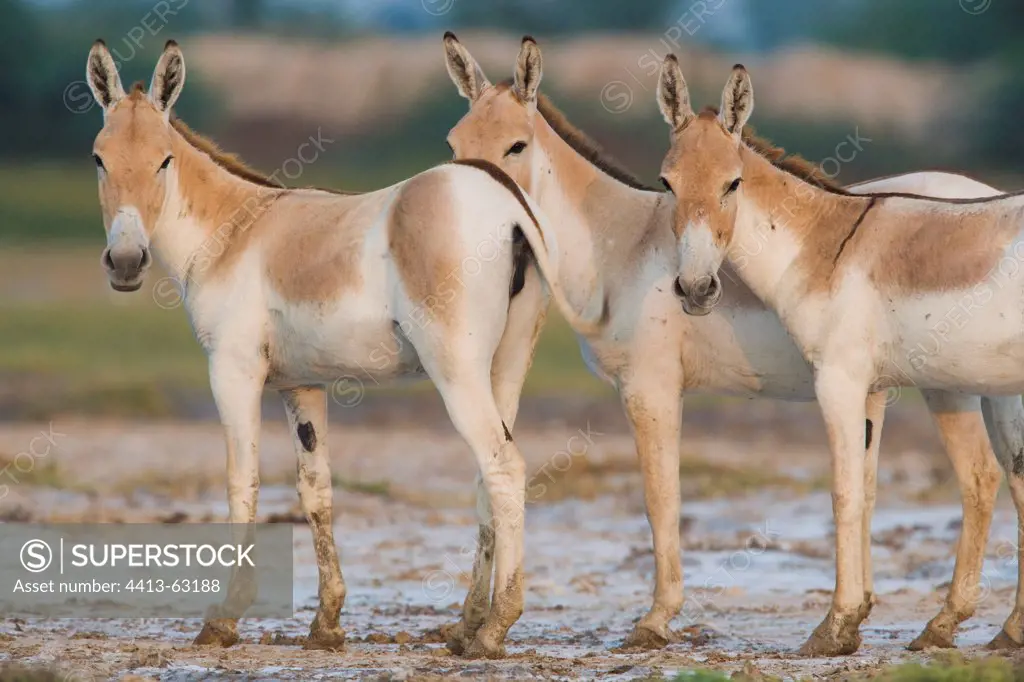 Small group of Indian Wild Asses in clay pan Gujarat India