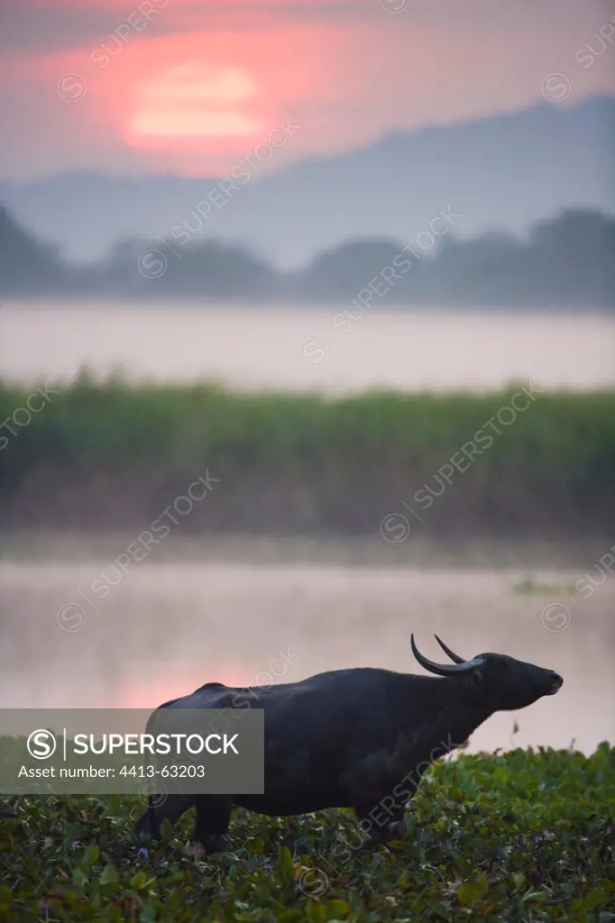 Indian water buffalo in hyacinth swamp at sunrise Kaziranga