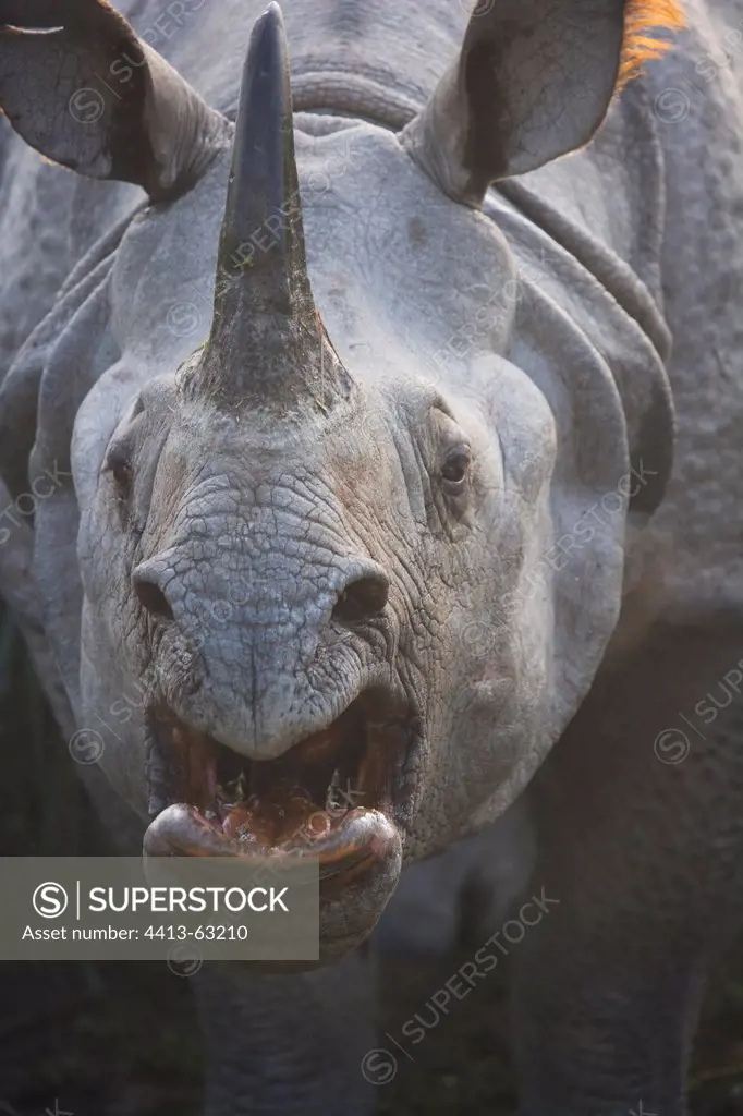 Portrait of Indian rhinoceros male Kaziranga India