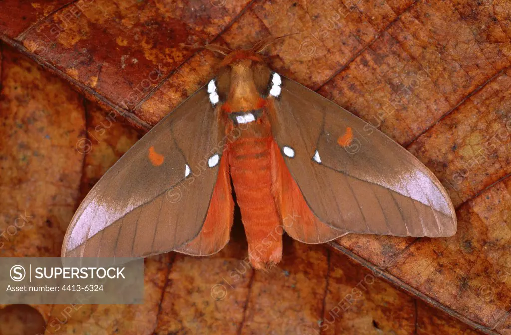 Moth on a dead leaf Nicaragua
