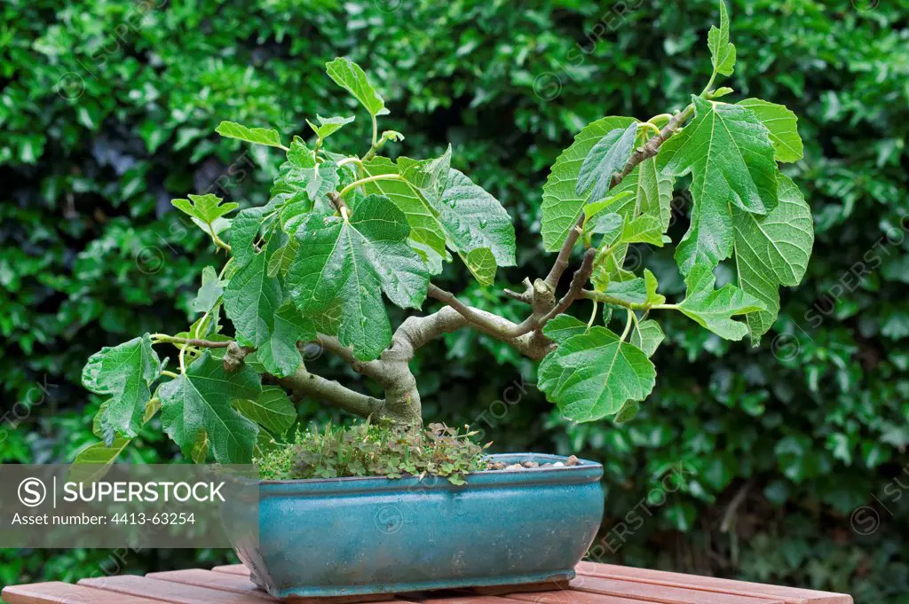 Fig tree bonsai in a garden