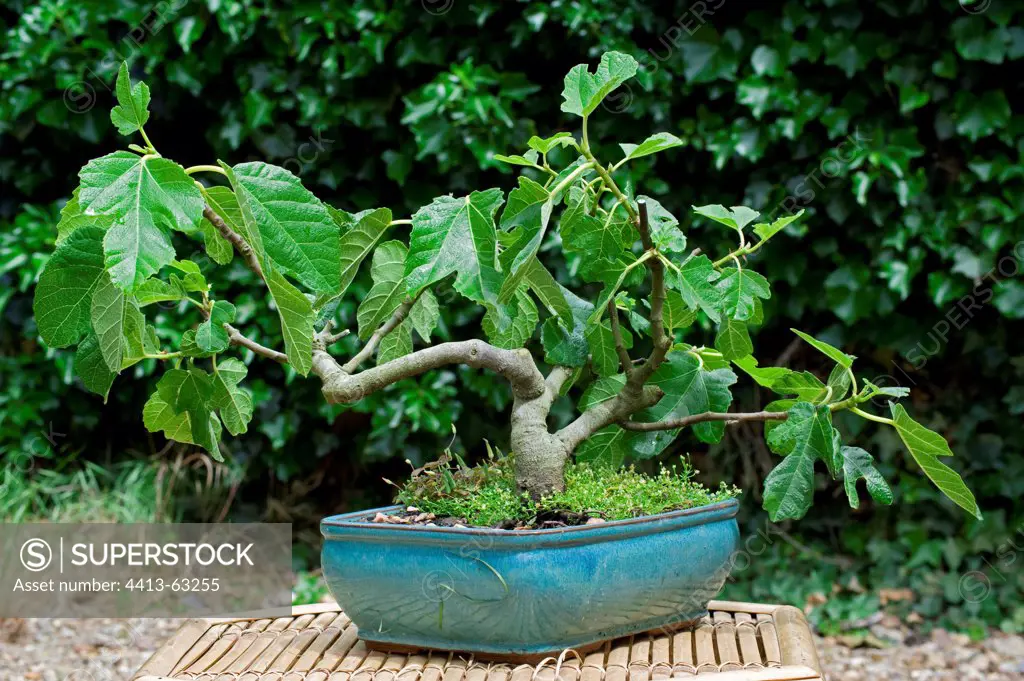 Fig tree bonsai in a garden