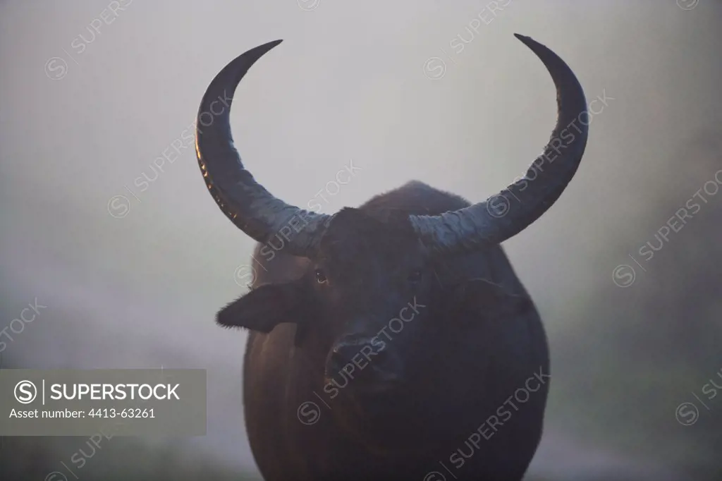 Indian water buffalo in morning fog Kaziranga India