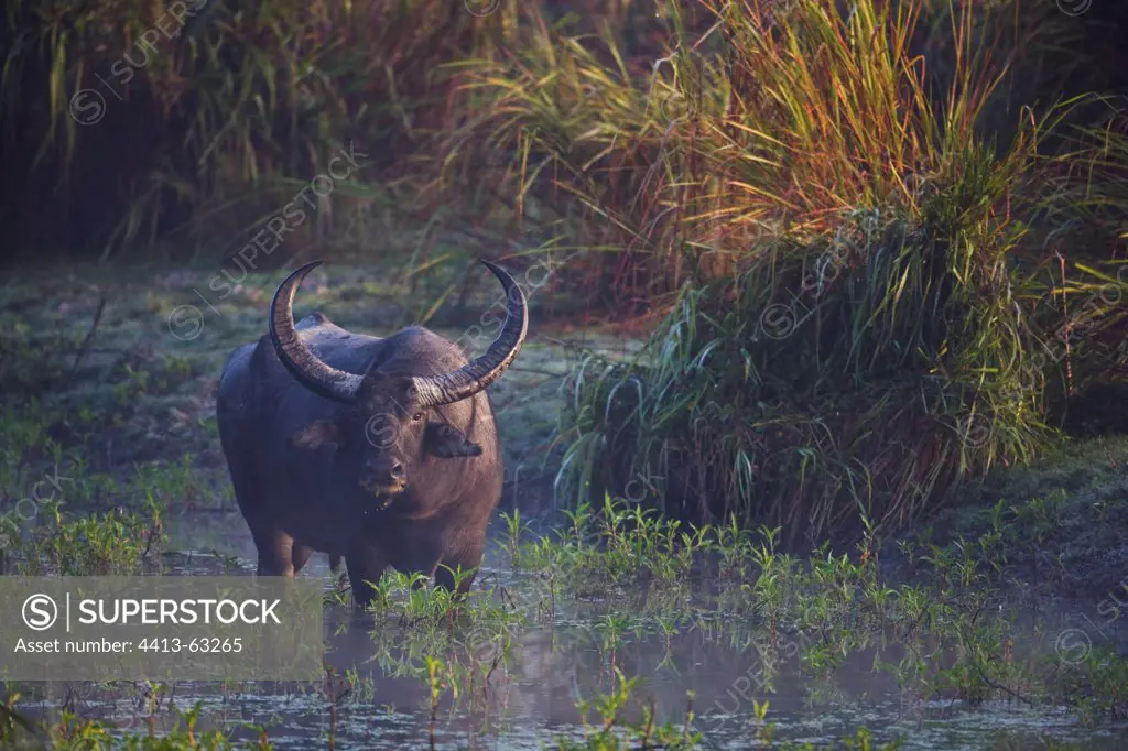 Indian water buffalo in swamp Kaziranga India