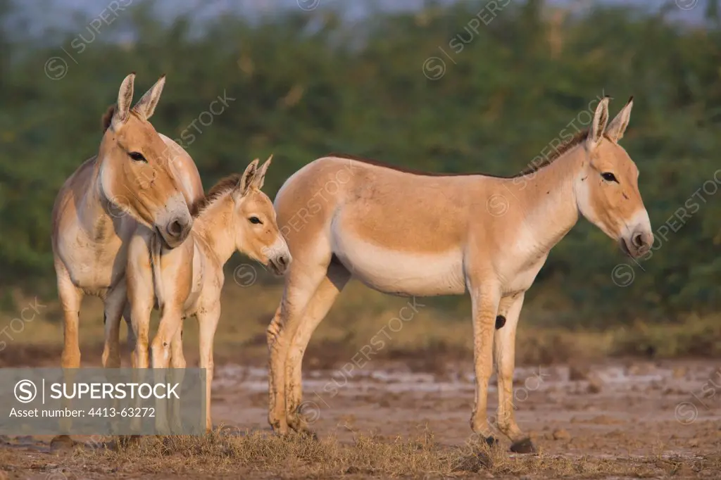 Indian Wild Asses and foal Gujarat India