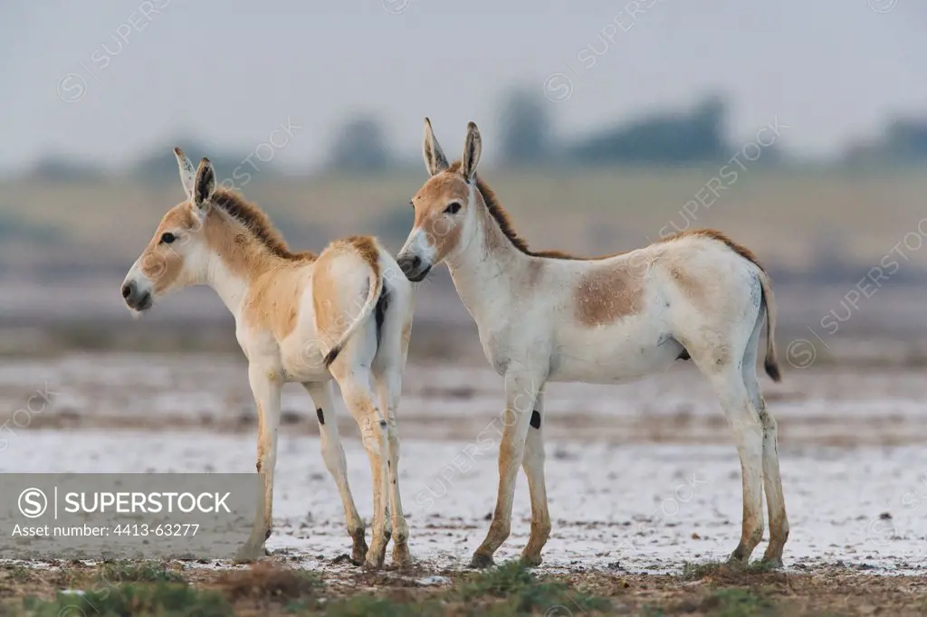 Indian Wild Ass foals playing Gujarat India