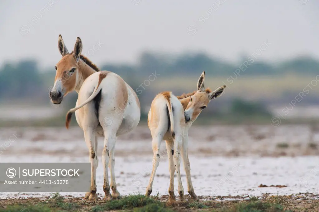Indian Wild Ass and foal Little Rann of Kutch Gujarat India