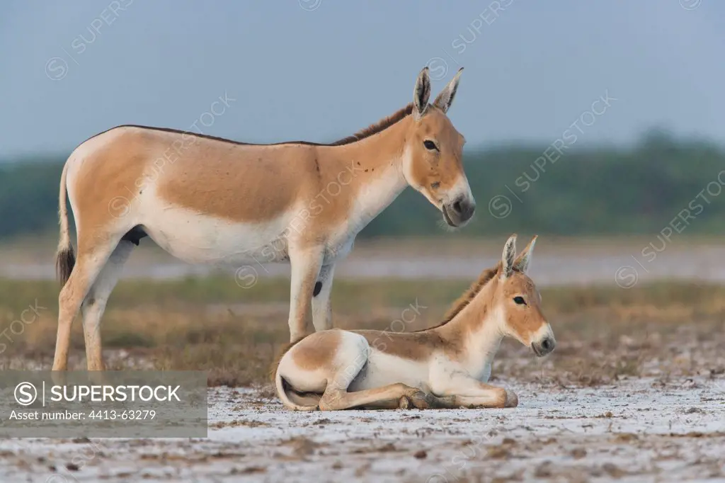 Indian Wild Ass and foal Little Rann of Kutch Gujarat India