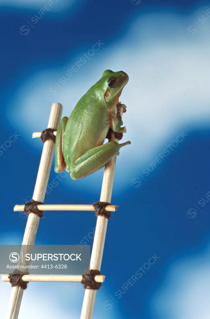 Stripless tree frog on a ladder