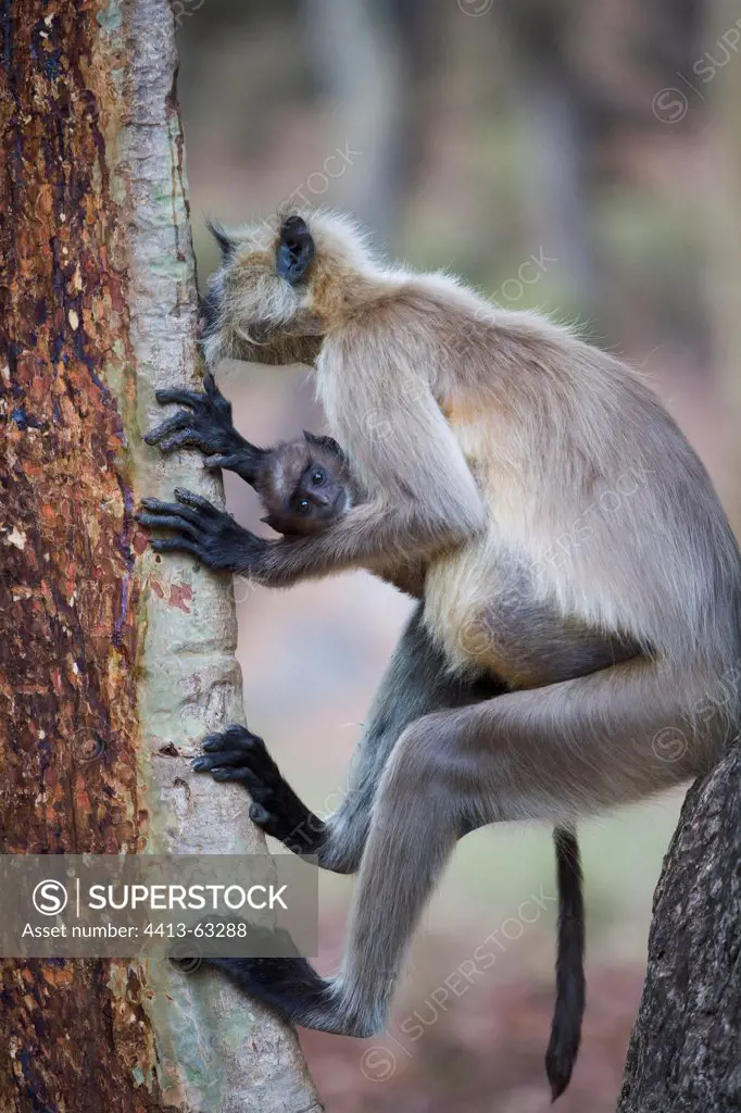 Hanuman langur mother with baby in tree Bandhavgarth India