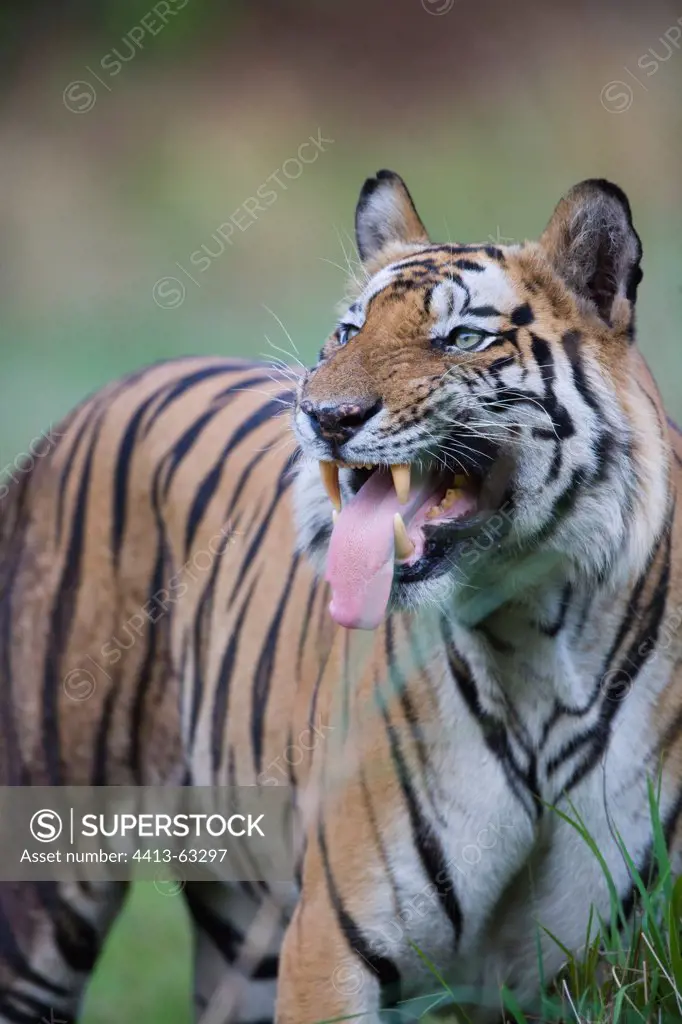 Bengal tiger flemen behavior Bandhavgarh India