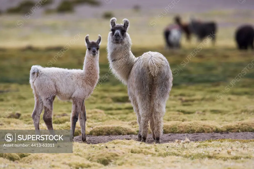 Llamas on meadow on the Altiplano in northern Chile
