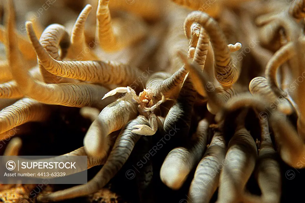 Oshima's Porcelain Crab in its host Sea Anemone