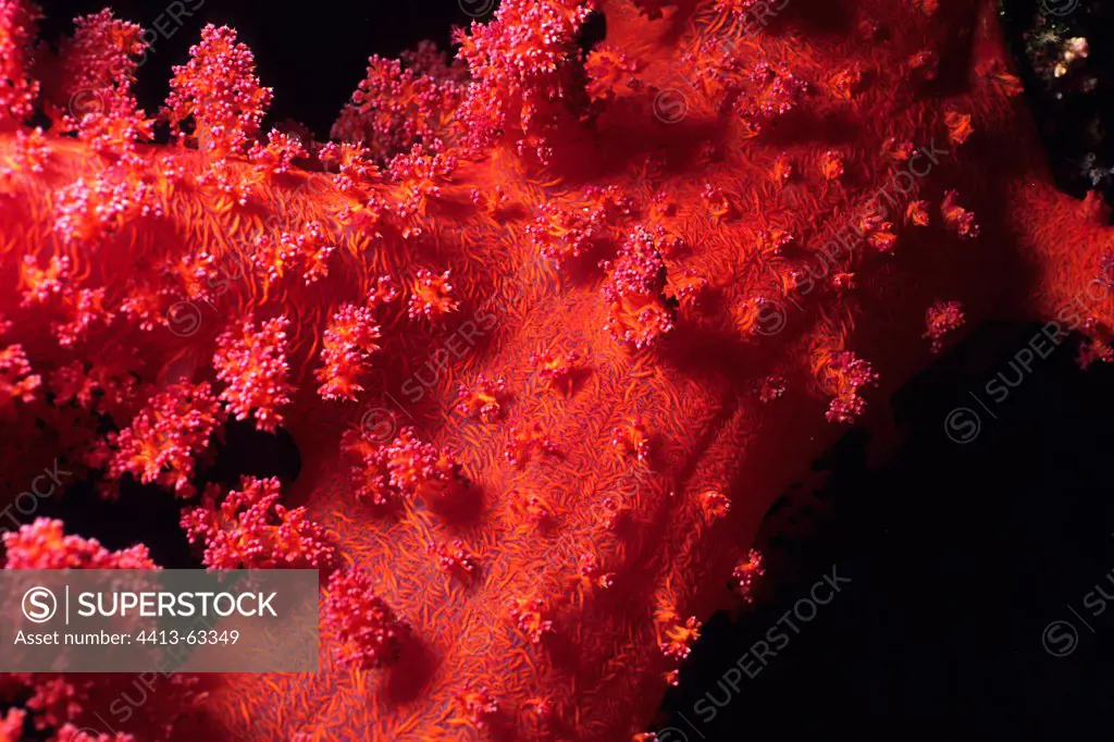 Polyps of a Soft Coral in the Red Sea Egypt