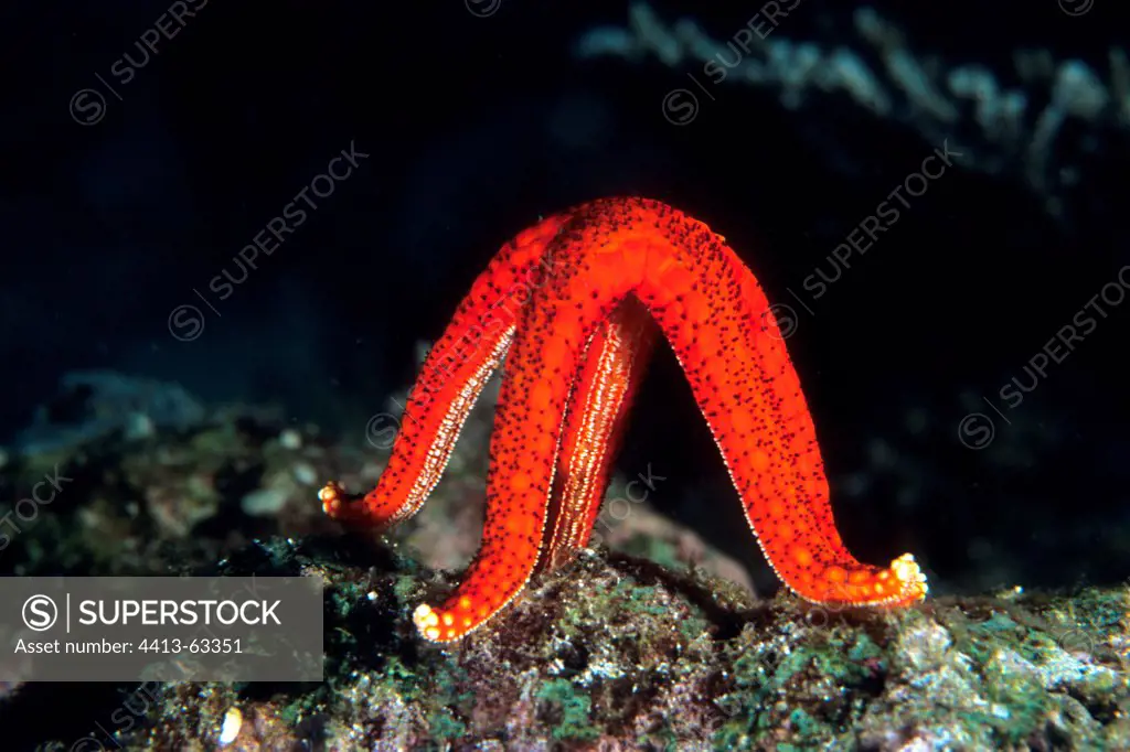 Red Starfish standing up for reproduction Mediterranean Sea