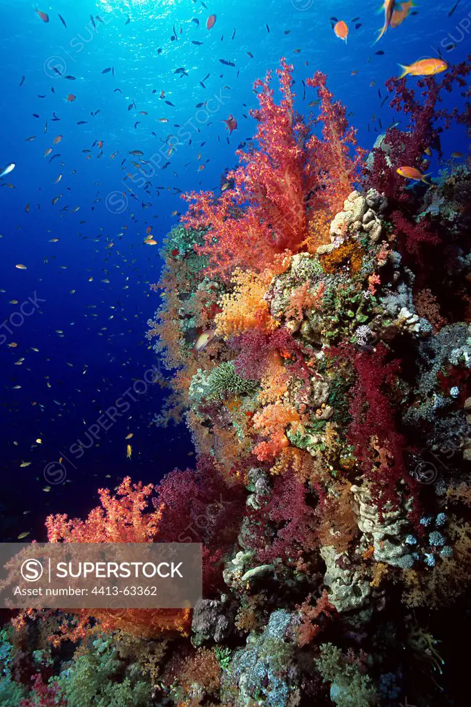 Soft Corals reef in the Red Sea Egypt