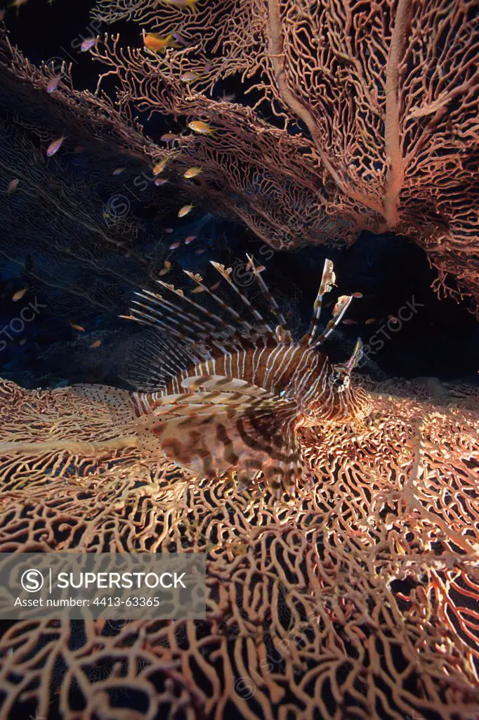 Red Lionfish camouflaged near a Giant Gorgonian Sea Fan