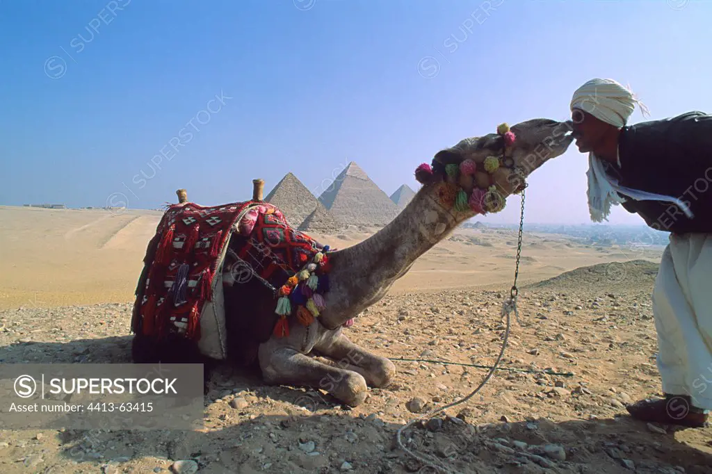 Camel and its breeder in front of the pyramids of Giza
