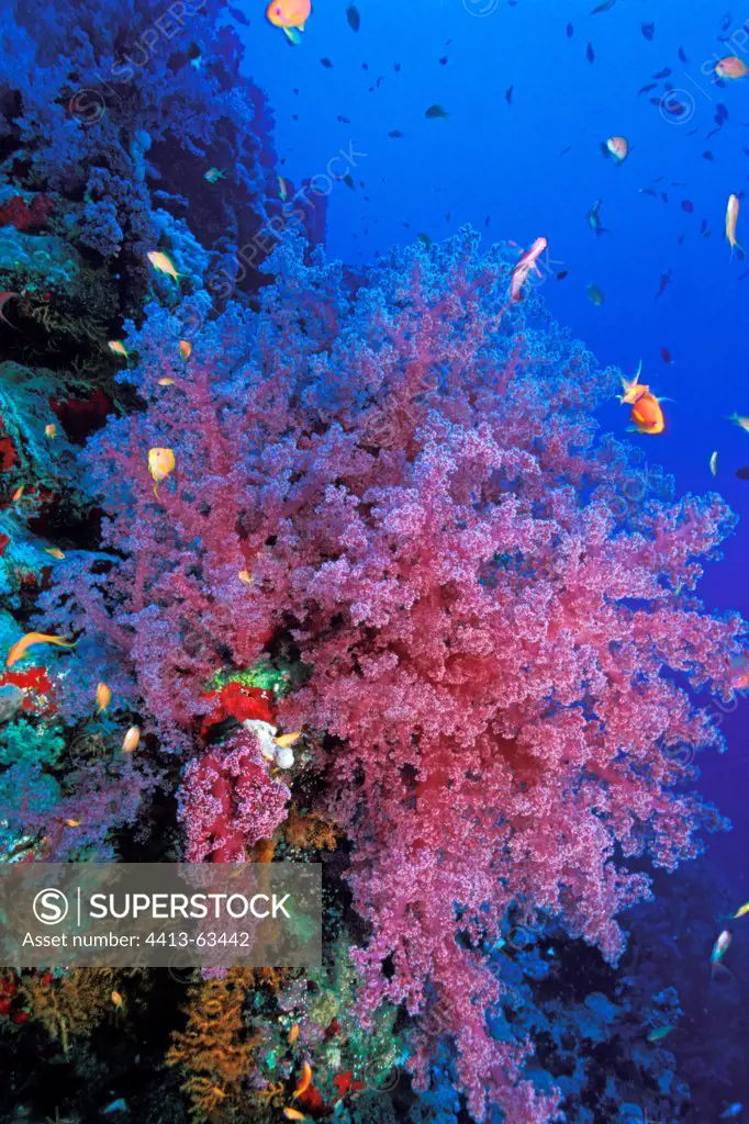 School of Anthias in front of a reef with Soft Corals Egypt