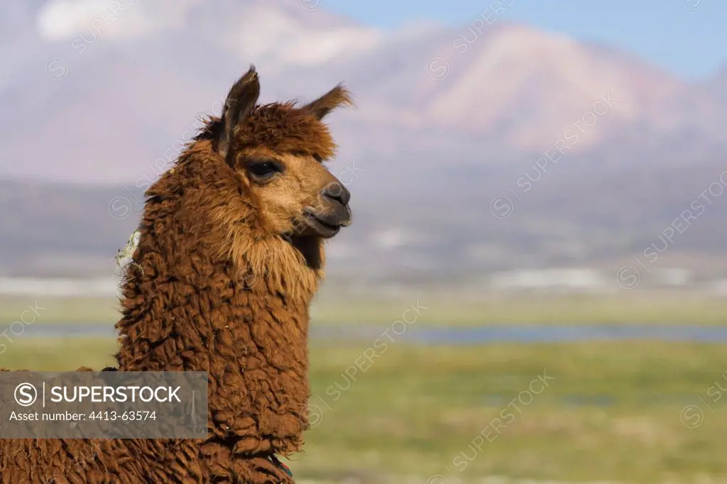 Portrait of Llama Lauca National Park Chile