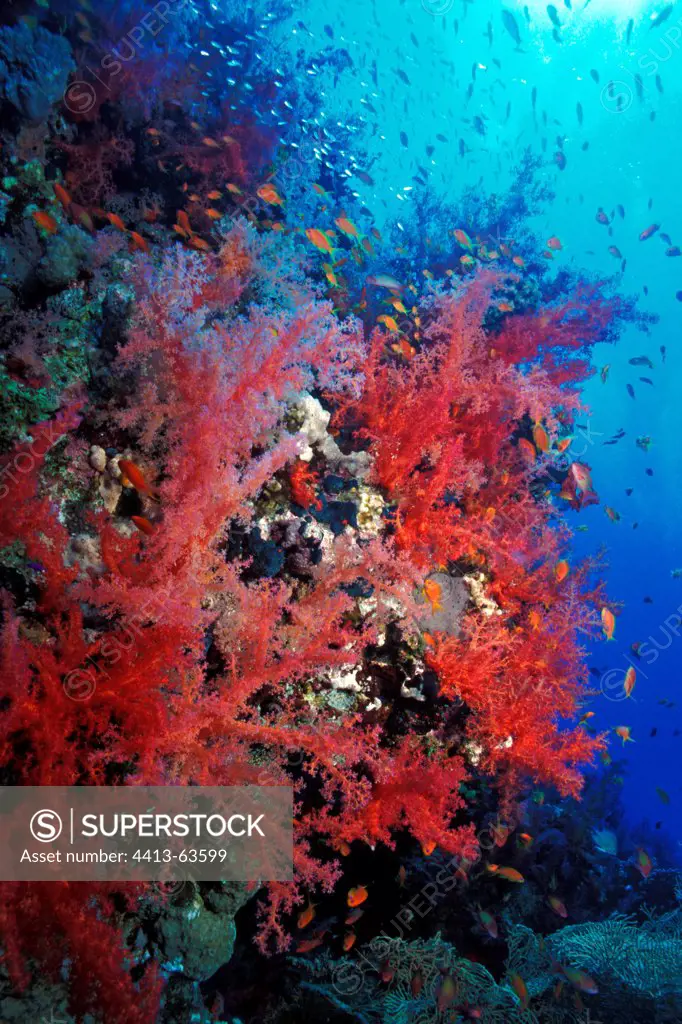 School of Anthias in front of a reef with Soft Corals Egypt